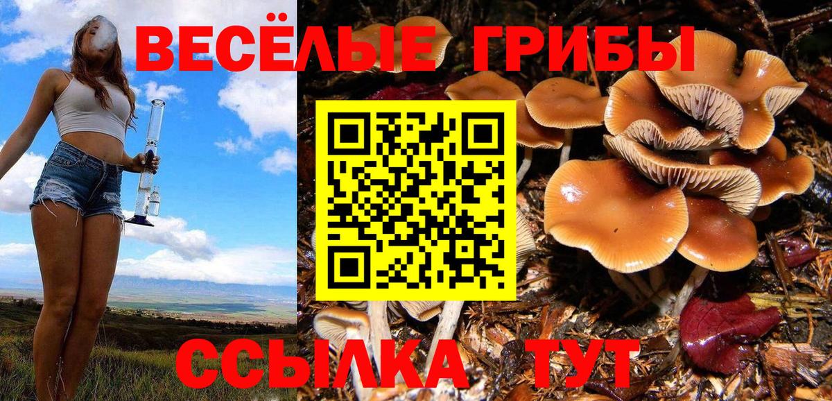 Галлюциногенные грибы прущие грибы  Псилоцибиновые грибы Psilocybe  Лыткарино 